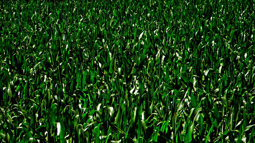 Photo Green server farm